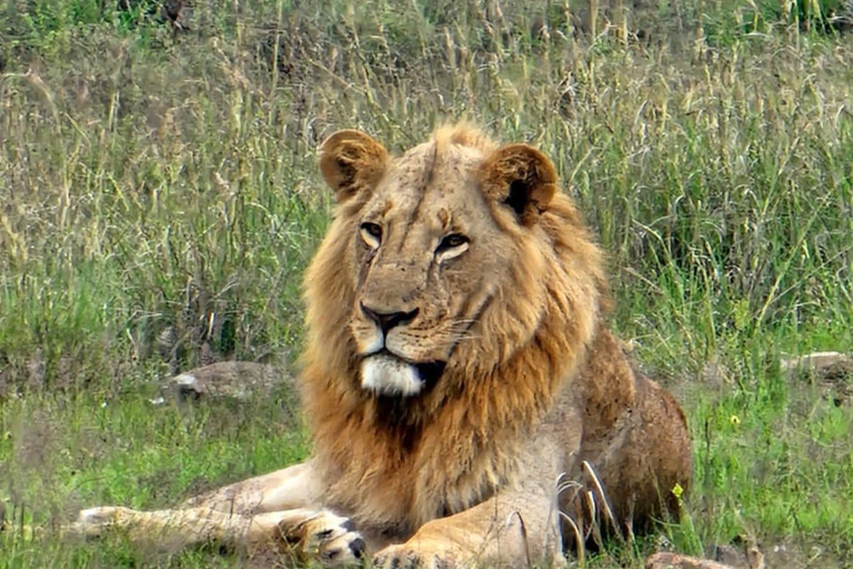 Nairobi: Excursión en grupo de 5 horas por el Parque NacionalSafari de medio día por el Parque Nacional de Nairobi