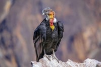 Excursión de 3 días a Colca Valley - Housity