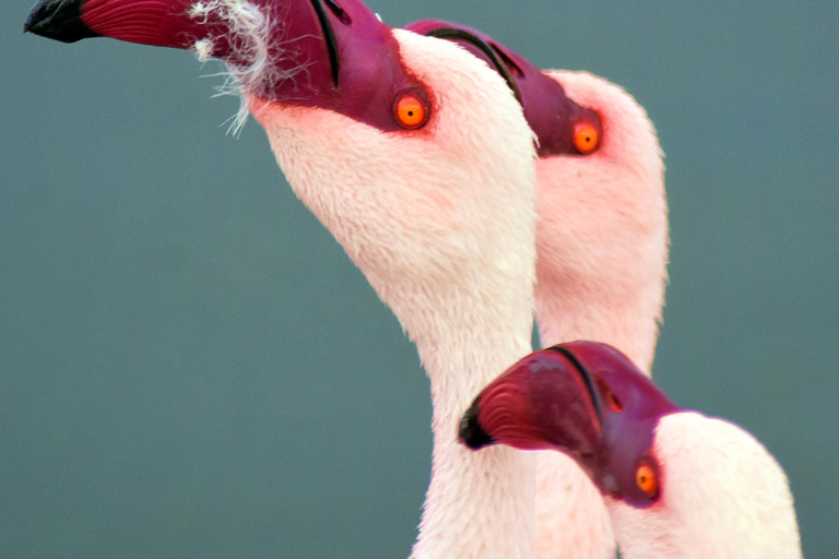 Walvis Bay : Observation des oiseaux et photographie