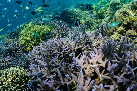 Lombok : 5 geheime Gili&#039;s(Layar,Rengit,Nanggu,Tangkong,Kedis)Lombok 3 Geheime Gili Nanggu, Sudak und Kedis.