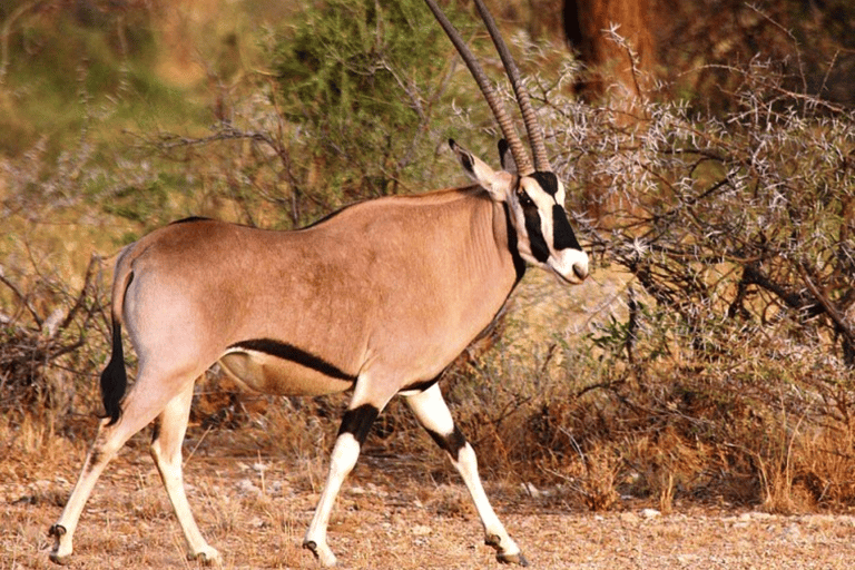 Addis Ababa: 3 Days Awash National park Safari Tour