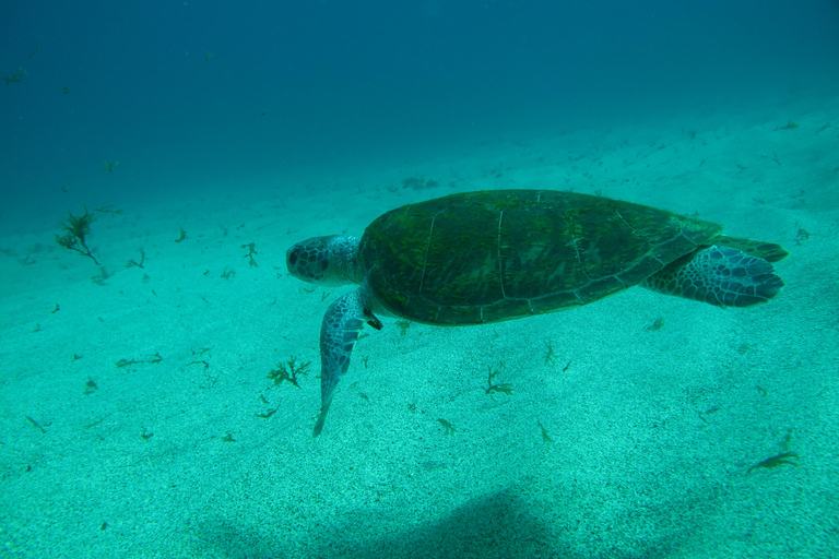 Nurkowanie w Paraty w Ocean Reefs – 45-minutowa wycieczka