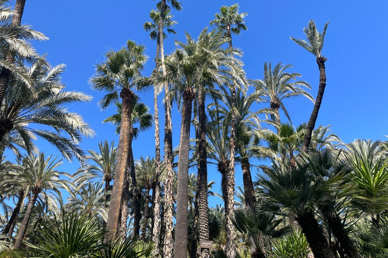 Elche: bilet wstępu do Narodowego Ogrodu Artystycznego Huerto del CuraElche: Bilet wstępu do Narodowego Ogrodu Artystycznego Huerto del Cura