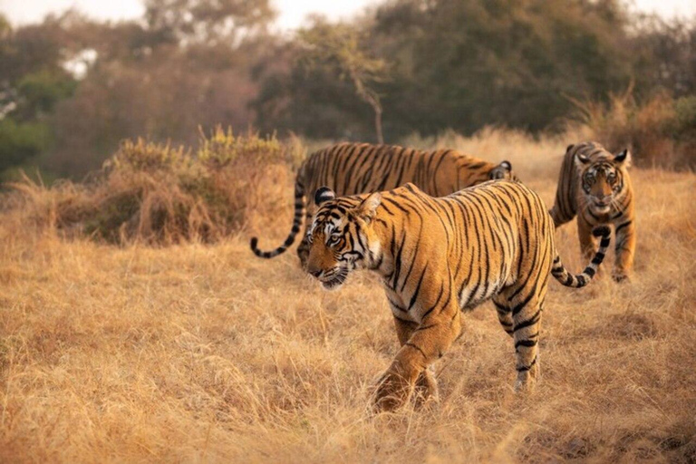 Golden Triangle Tour with Ranthambor Tiger Safari From Delhi From Delhi: Golden Triangle Private Tour with Taj Mahal