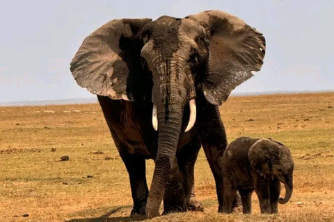 Nairobi: 3-Day honeymoon safari to Amboseli National Park Overnight Private to Amboseli National Park