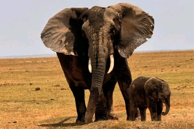 Nairobi: 3-Day honeymoon safari to Amboseli National Park Overnight Private to Amboseli National Park