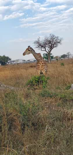 Tagestour Zum Mikumi Nationalpark Von Sansibar Aus Per Flug Getyourguide