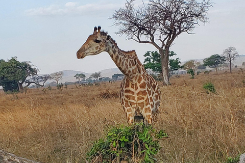 2 TAGE 1 NACHT NYERERE-NATIONALPARK AB SANSIBAR PER FLUG