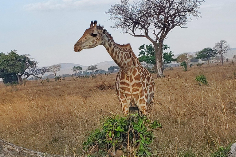 2 DAYS 1 NIGHT NYERERE NATIONAL PARK FROM ZANZIBAR BY FLIGHT