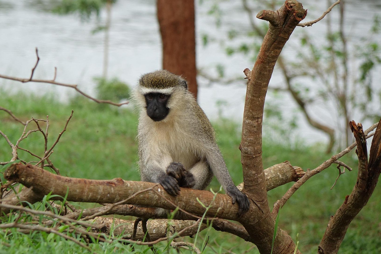 From Kampala: Jinja & Source of the Nile Day Trip with Lunch