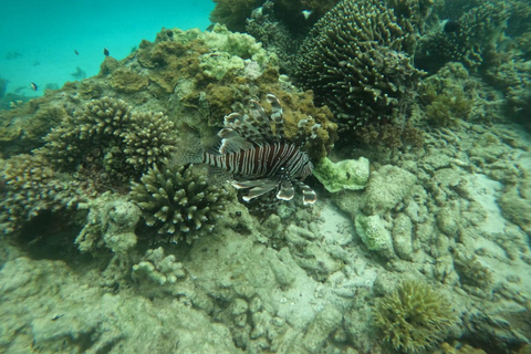 Traditional dhow ride to Kisite Marine Park & Wasini & dolphin watching
