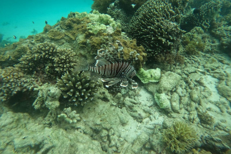 Traditional dhow ride to Kisite Marine Park & Wasini & dolphin watching