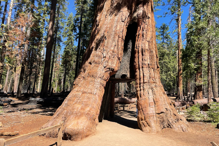 Yosemite, Séquoias géants, visite privée depuis San FranciscoYosemite privé, séquoias géants, depuis San Francisco