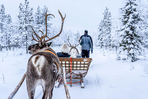 Rovaniemi: Local Reindeer farm visit with 2 km sleigh ride