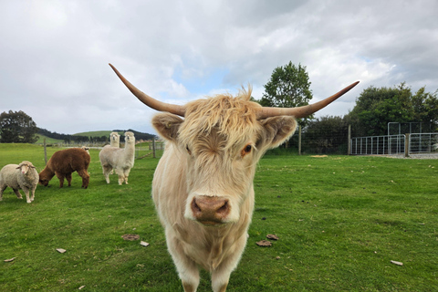 Te Anau: Sheep Shearing Farm Tour with Milford Sound Cruise Farm Tour with Sheep Shearing & Milford Sound Cruise