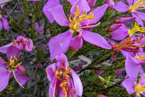 Teresópolis : circuit découverte de la faune de la forêt atlantiqueTeresópolis : Excursion à la découverte de la faune de la forêt atlantique