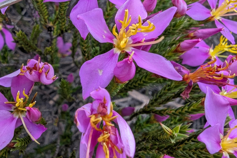 Teresópolis : circuit découverte de la faune de la forêt atlantiqueTeresópolis : Excursion à la découverte de la faune de la forêt atlantique
