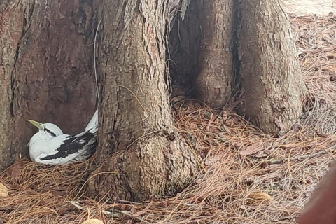 Cousin,Anse Georgette, Anse Lazio, Curieuse