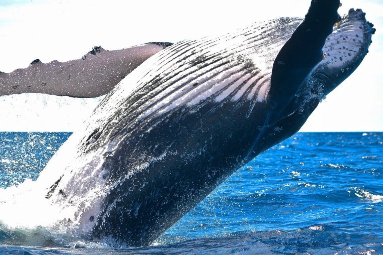 Waikiki Beach: Eco-Friendly Whale Watching Excursion