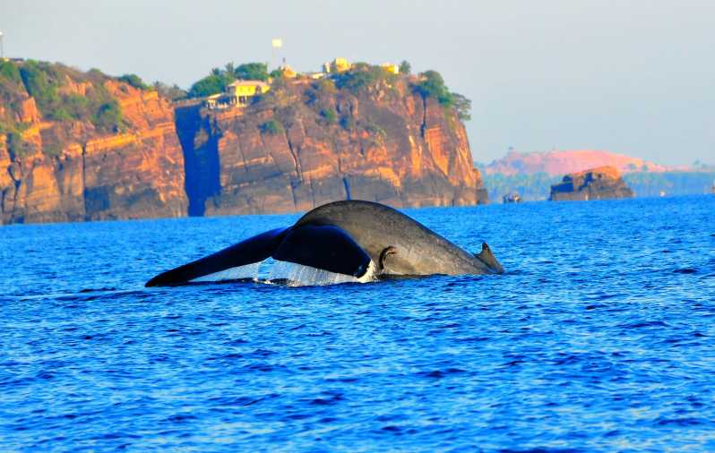 Walvissen en dolfijnen kijken in Trincomalee