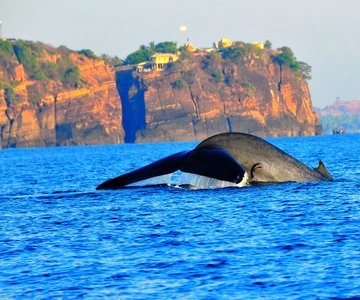 Observação de golfinhos e baleias em Trincomalee