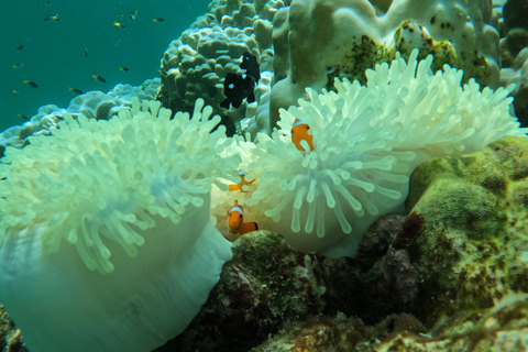 Koh Lanta: Koh Rok and Koh Haa Snorkeling Adventure