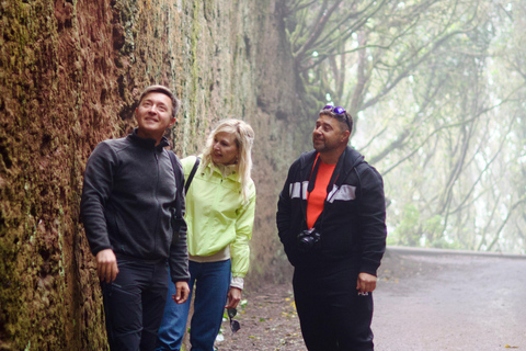 Tenerife: Anaga Hidden Gems Tour with Free Pickup Explore Anaga's hidden gem. Private tour.