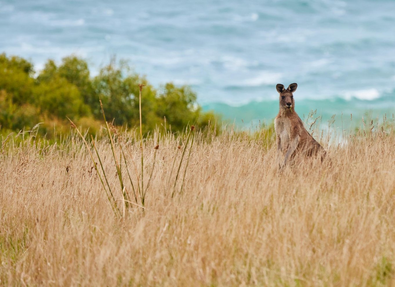 Apollo Bay: Dusk Discovery Great Ocean Road Wildlife Tour