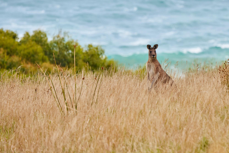 Apollo Bay: Dusk Discovery Great Ocean Road Wildlife Tour