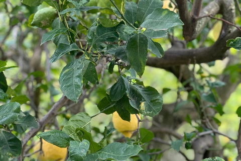 Sorrento: Rondleiding door de citroentuin met proeverijen