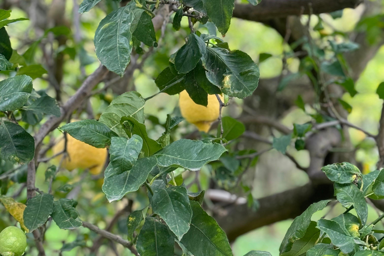 Sorrento: Rondleiding door de citroentuin met proeverijen