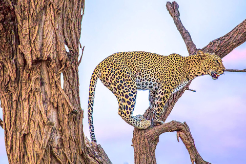 Nairobi: 3-Day Samburu National Reserve Safari Tour