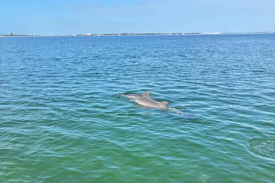 Panama City Beach: Delfin-Bootsfahrt & Schnorcheln auf Shell Island. Foto: GetYourGuide Panama City Beach: Delfin-Bootsfahrt & Schnorcheln auf Shell Island. Foto: GetYourGuide
