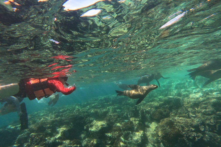 La Paz: Espíritu Santo Island & Whale Shark Day Trip