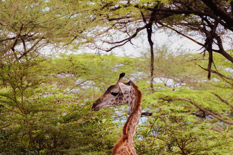 From Zanzibar: Overnight Selous G.R. Safari with Flights shared safari