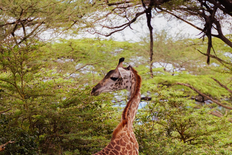 Depuis Zanzibar : Safari de nuit dans le Selous G.R. avec volssafari partagé