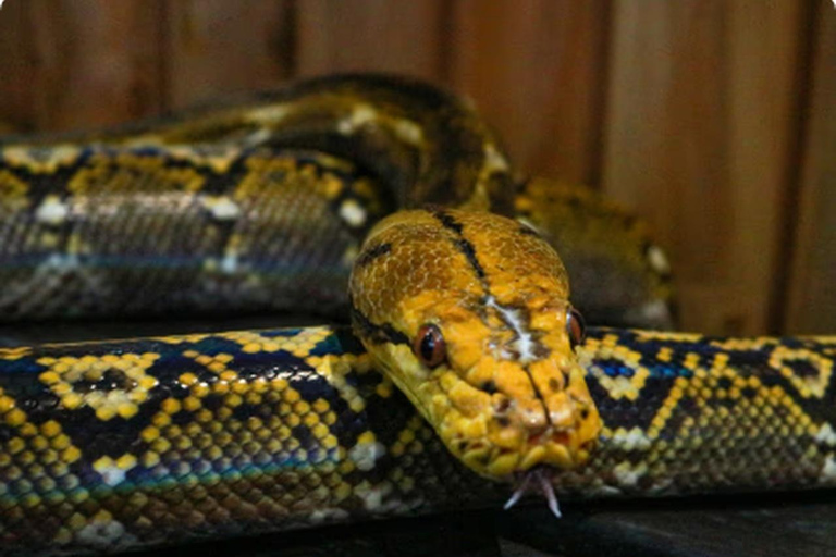 Mexico : billet d'entrée à l'Acuario Michin