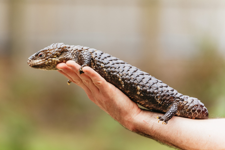 From Melbourne: Phillip Island Eco Wildlife Tour