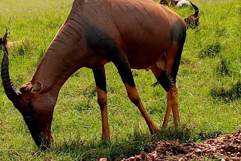 5 Days L. Naivasha, L. Nakuru &amp; Masai Mara Luxury Safari5 Days L. Naivasha, L. Nakuru &amp; Masai Mara High -End Safari