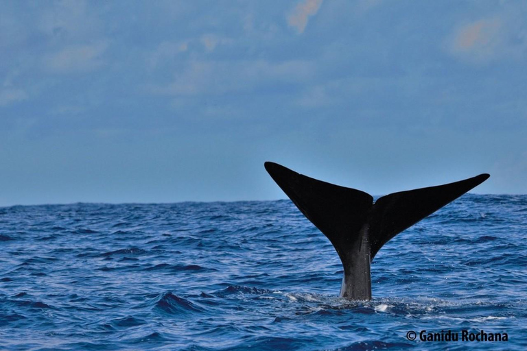 Mirissa: Whale & Dolphin Watching with Pickup & Breakfast Include Entry Ticket