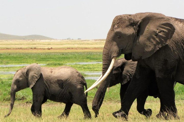Diani/Mombasa: 2 Days to Tsavo East & Tsavo West with meals