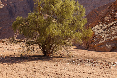 Hurghada Qattar Mountain Adventure: 4WD & Stargazing Hurghada: Gattar Mountain,Off-Road & lunch