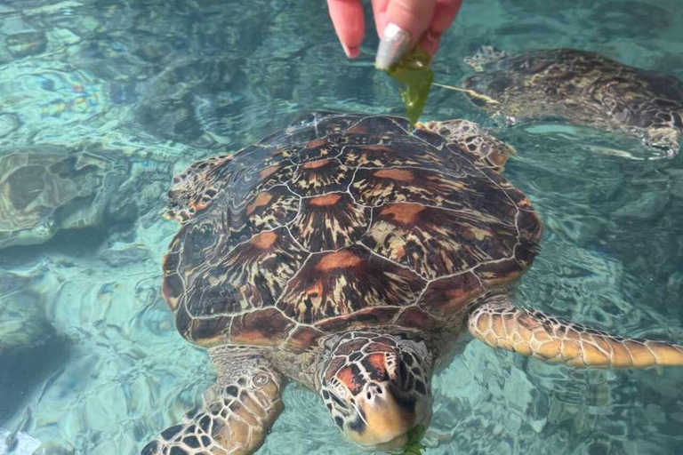 Zanzibar:Sea torttle swim at Salaam & Prison Island Tortoise Private Salaam cave & prison Island. No transfer