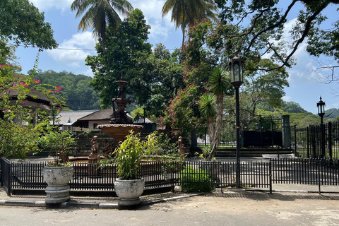Colombo to Kandy Full-Day Private Tour Experience