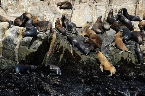 Passeio de iate pela Ilha Palomino
