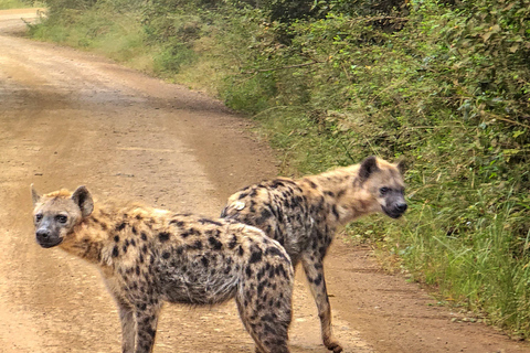 Nairobi National Park: Photography-Focused Safari