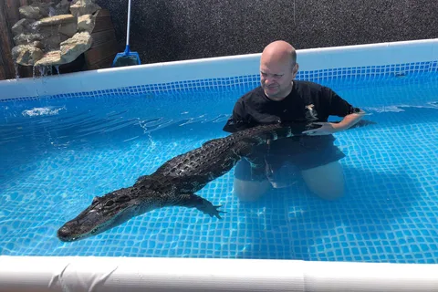 Bristol: Crocodile Swimming Experience with Lunch x2