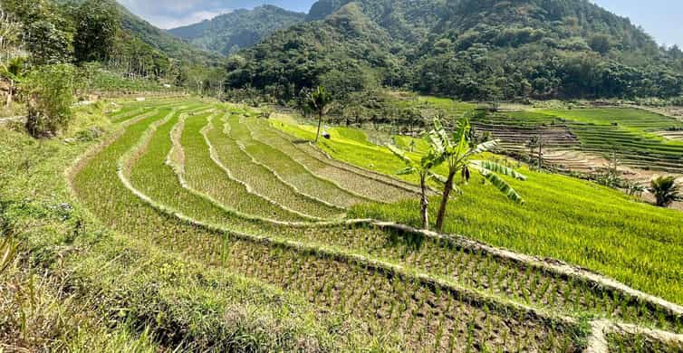 Selogriyo Temple & Trekking Java Rice Terraces, Waterfall | GetYourGuide