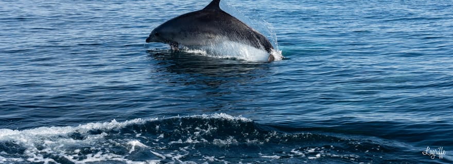 Pays Basque : Tours en bateau pour l'observation des baleines et des dauphins