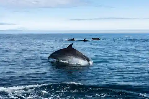 Basque Country : Whale and Dolphin Watching Boat Tours